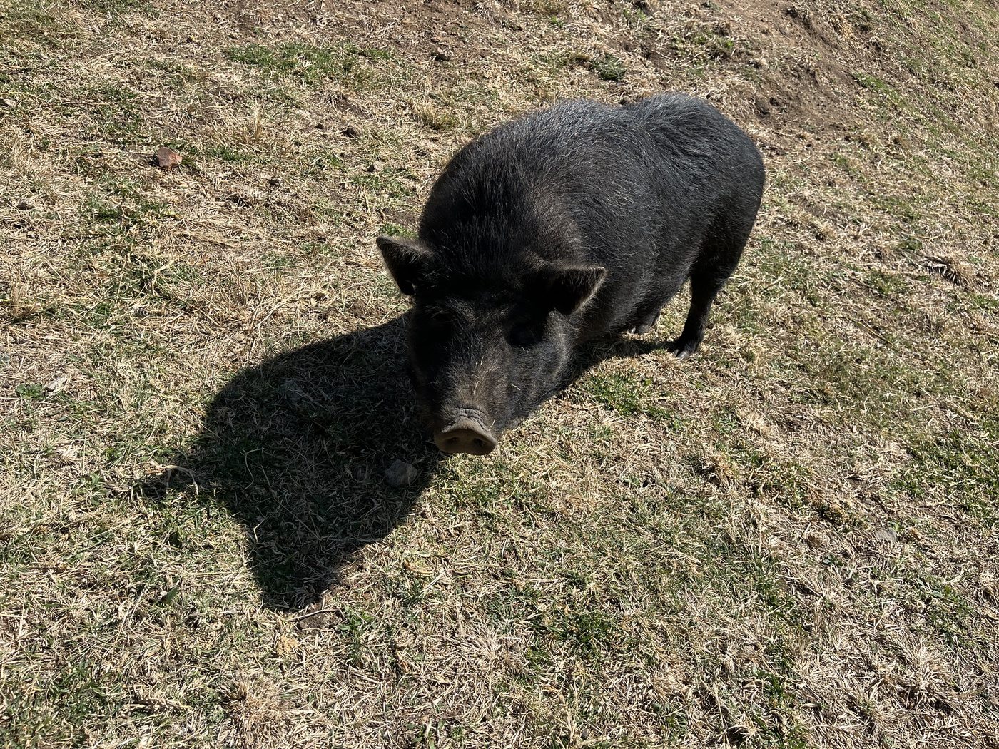 Petting Zoo